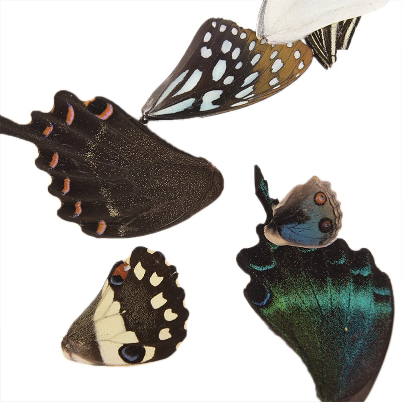 100 шт DIY Ювелирные изделия художественное Искусство ручной работы случайный подарок настоящие крылья бабочки