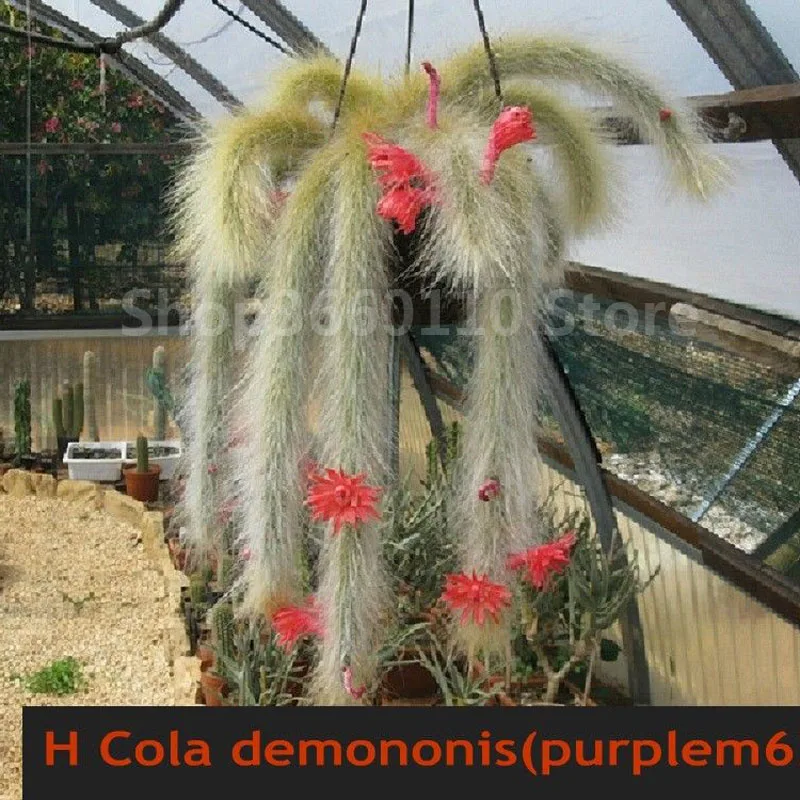 

100Pcs Bonsai Cactus plants Succulents Raw Stone Cactus Flower Beautiful Blue Lithops bonsai,seedsplants outdoor cactus plant