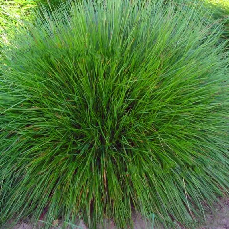 Buy Sale!Blue Fescue Grass Plants