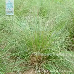 Eragrostis трава, растения, засухой Харди, чистый склон Берм бонсай 200 г/упак. импортированный теплый сезон газон завод