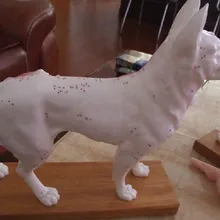 Анатомическая модель собаки модель точечной акупунктуры модель собаки