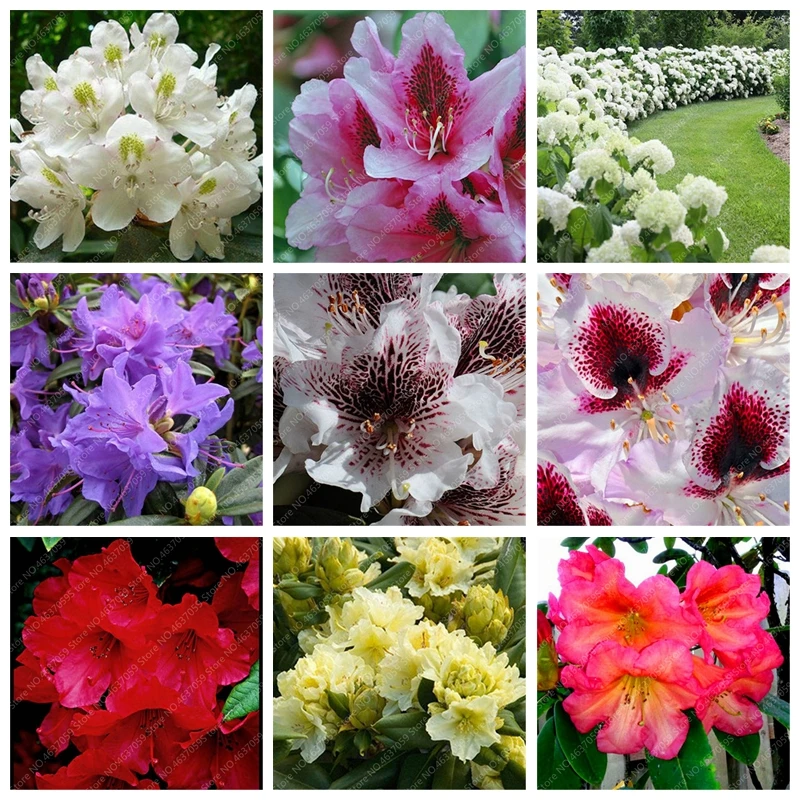 Us 0 18 75 Off Bonsai 100 Pcs Bag Bright Flower Anese Azalea Potted Rhododendron Outdoor Tree Plant Diy Home Garden Easy Grow On Us 0 18 75 Off Bonsai 100 Pcs Bag Bright Flower Anese Azalea Potted Rhododendron Outdoor Tree Plant Diy Home Garden Easy Grow On