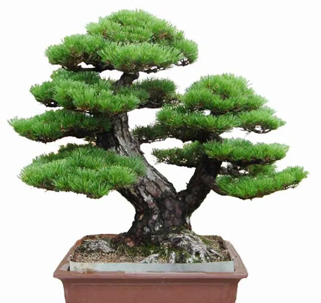 50pcs/Bag Pine Tree Seeds bonsai flower easy to plant DIY