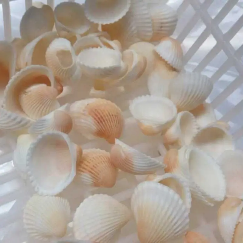 

50pcs Beach Seashell Mediterranean style DIY Fashion Mix Sea Shells Natural Crafts for Aquarium Fish Tank Decor
