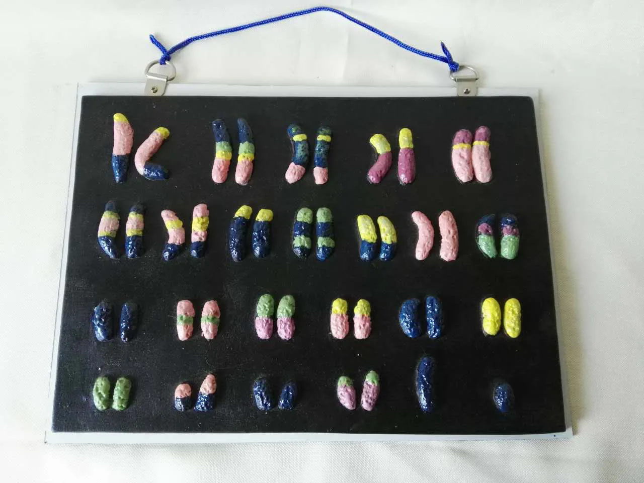 

Human Chromosome Anatomy Model Middle School Biology Teaching Instrument Experimental Teaching Aids Medical Teaching Model 38cm