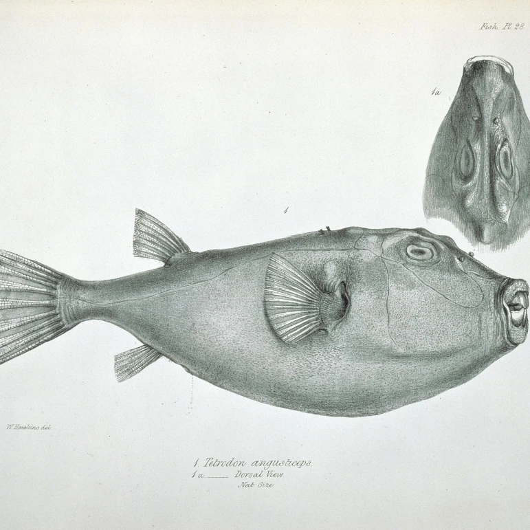 Sphoeroides Angusticeps  Narrow Headed Puffer Poster Print By Mary Evans Natural History Museum (24 X 18)