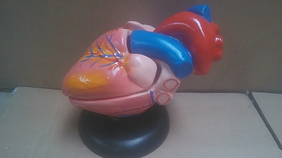 

Human Heart Anatomical Anatomy Viscera Organ Model Emulational Stand Medical Science Medical Supplies