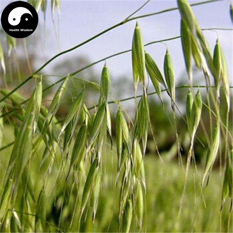 Купить Avena Sativa Semente 200 шт. завод зерна овсяные пшеницы для Еда Ян Mai