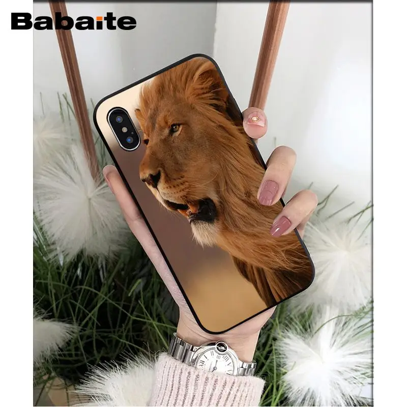 Animals lion