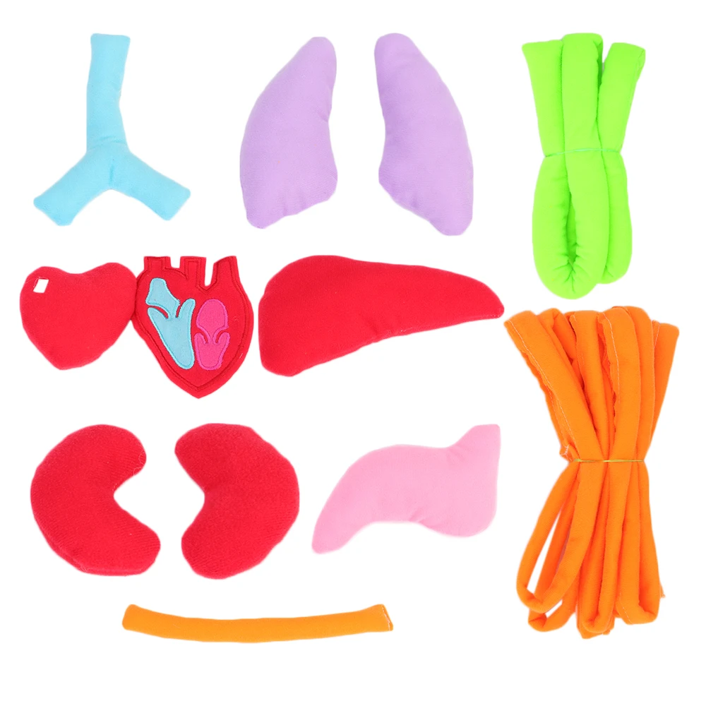 Enjoybay 3D Body Organ Plush Toy with Apron Viscera Teaching Utensil Body Organs Awareness Aids Early Educational Toy for Kid