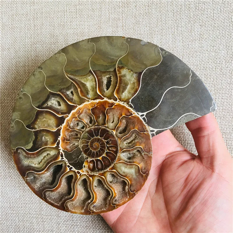 Большой размер 800 г редкий Радужный аммонит аммолитный оболочка драгоценный