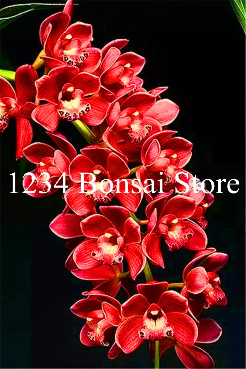 Big Sale!100 pcs Rare Cymbidium orchid Plants African Cymbidiums Plantas,Phalaenopsis bonsai flower Seedling for home garden pot