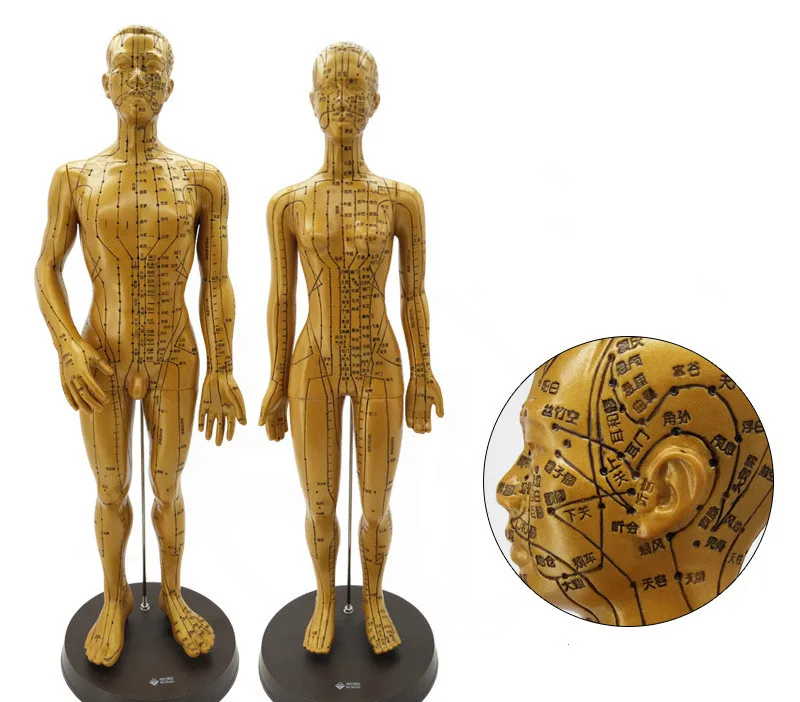 

1PC Acupuncture Model 50cm/ 48cm Male Female with Base Human Acupuncture Point Meridians Model Medical Acupuncture Starter Kit