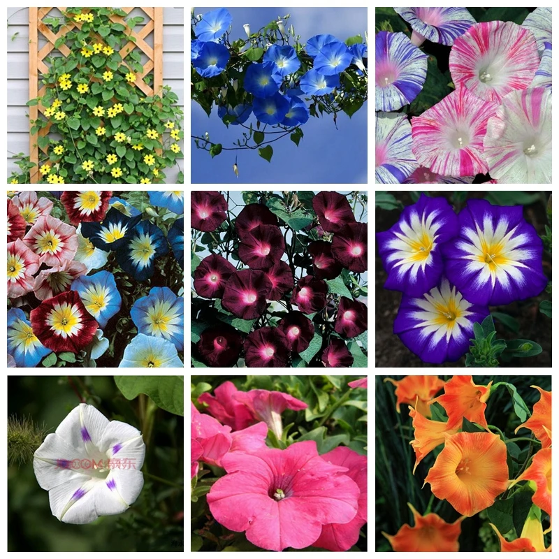 

200 pcs/ bag Exotic Morning Glory Rainbow Holland Bonsai Climbing Outdoor Garden Potted Plant De Flores for Flower Pot Planters