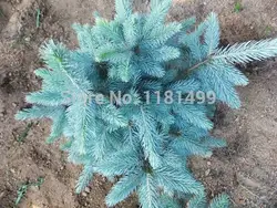 30 шт. свежий Настоящее Evergreen Колорадо Голубая ель Picea Pungens Glauca дерево semillas