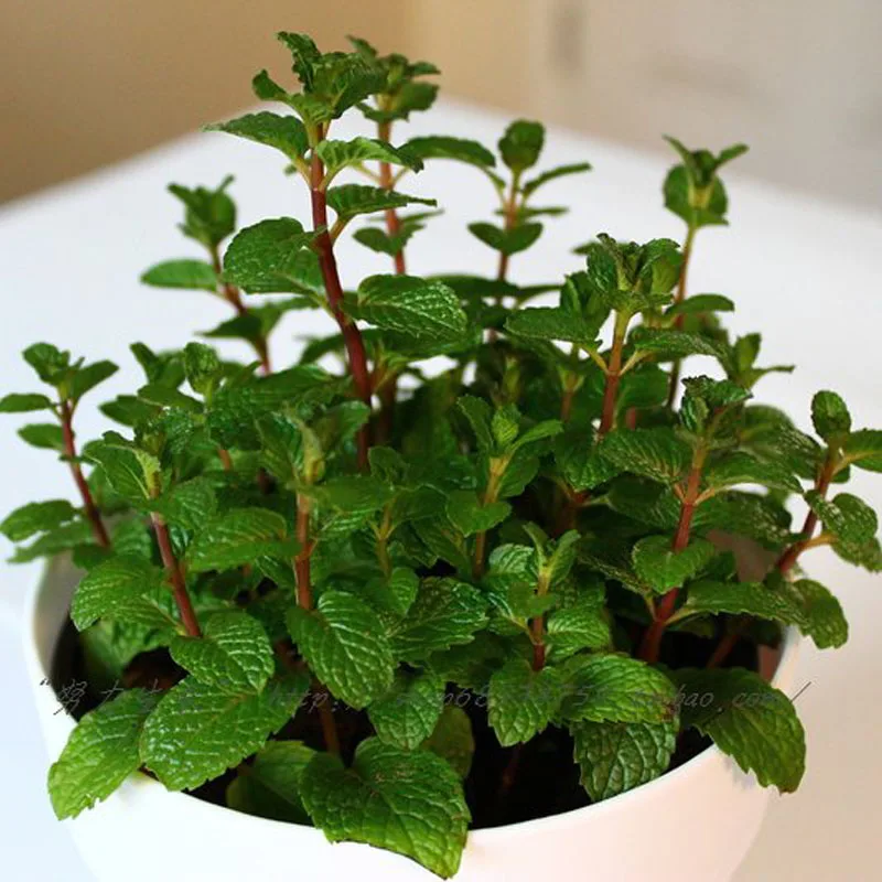 

ZLKING 100 Pcs Very Rare Mint Plant Flower Bonsai Herb Mint Edible Balcony Herb Garden Bonsai