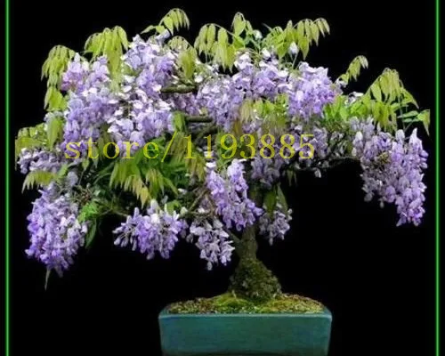 10 Pcs Wisteria Seeds Wisteria Flower Seeds Wisteria Effy Moom Free Coloring Picture wallpaper give a chance to color on the wall without getting in trouble! Fill the walls of your home or office with stress-relieving [effymoom.blogspot.com]