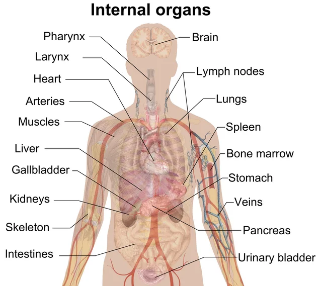 human body anatomical chart muscular system poster home decoration human body organ chart