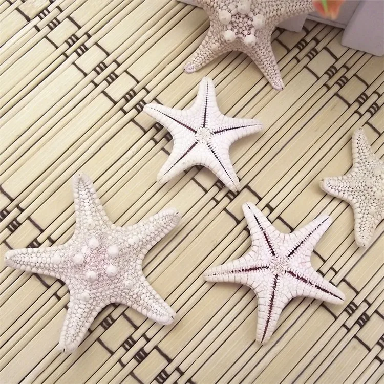 bread shell starfish14