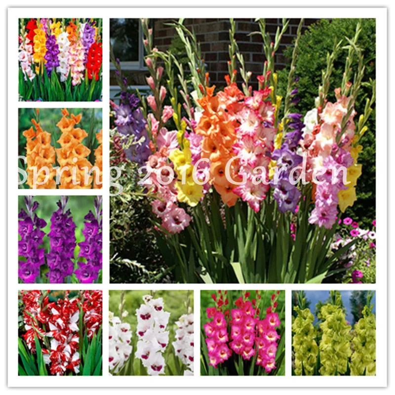 

Multi-Color Gladiolus Flower(Not Gladiolus Bulbs),96% Germination,DIY Aerobic Potted,Rare Gladiolus Bonsai Orchid Flower-120 PCS