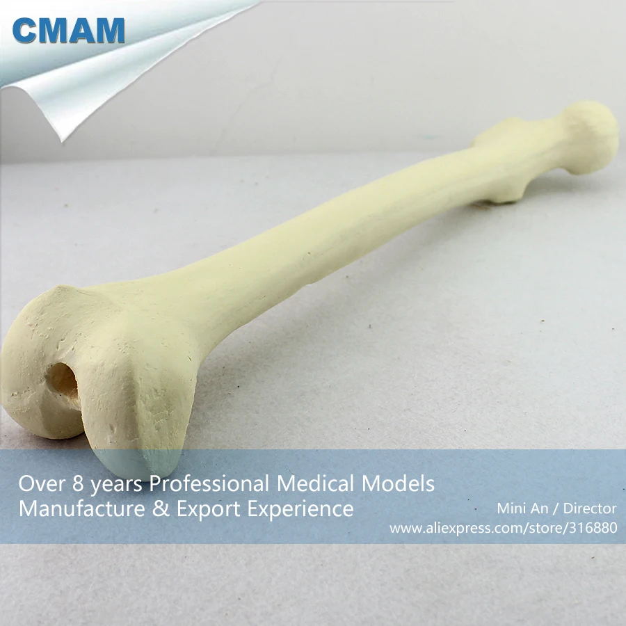 

No. 12318 , Human Femur Bone, Model of Orthopedics Implantation Practice, CMAM china medical anatomical models