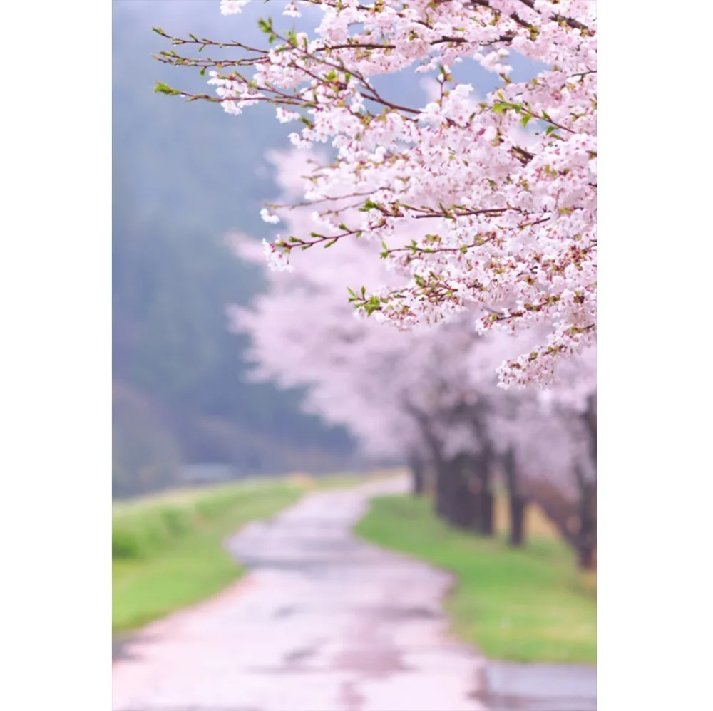 

Laeacco Sakura Cherry Flowers Tree Passage Bokeh Spring Baby Child Scenic Photographic Backgrounds Photo Backdrops Photo Studio