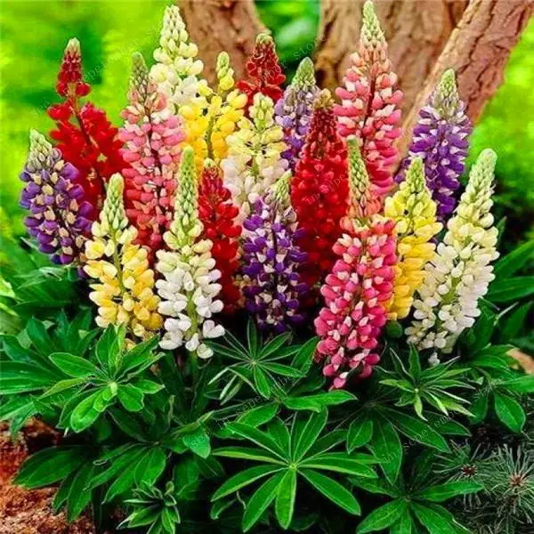 

50pcs Rare Crimson Lupin Bonsai Double Petals Flowers Plants Potted Ornamental Balcony Home Garden Bonsais
