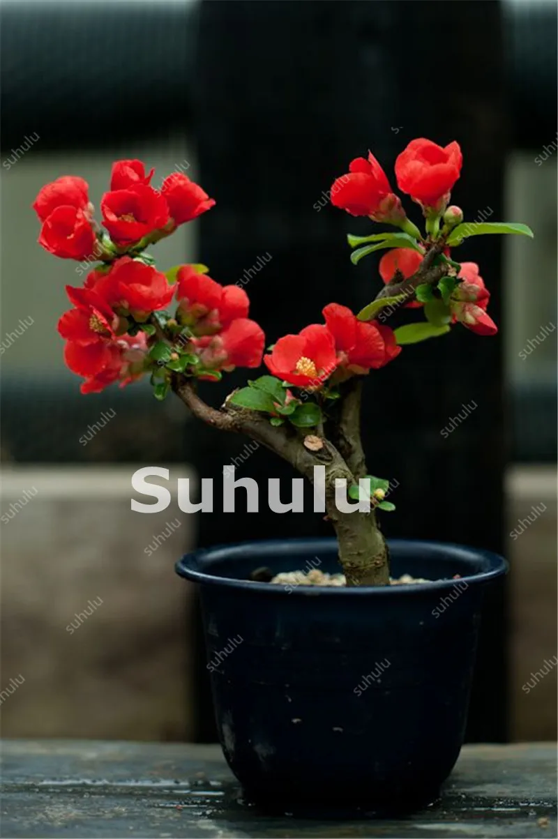 20 Pcs Mini Bonsai Tree Japanese Sakura Plant Rare Cherry Blossoms Flowers Plant In Bonsai,Pink Prunus Serrulata For Desk, Home