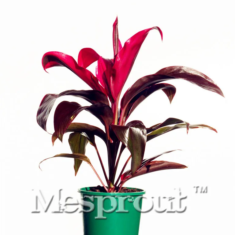 

Rare Red Flower Cordylie fruticosa Bonsai DIY Home Garden Easy to Grow 100 Particles / lot Bonsai