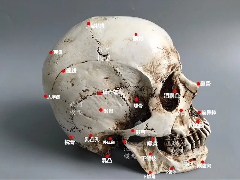 Высокое качество 1: 1 модель черепа из полимера Живопись Искусство человека скелетно-мышечная анатомия модель скелета, черепа