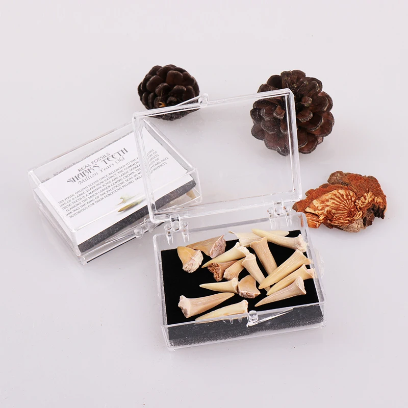 

1 box fossil Shark tooth Children Gift With Box Home Decoration Specimen Teaching