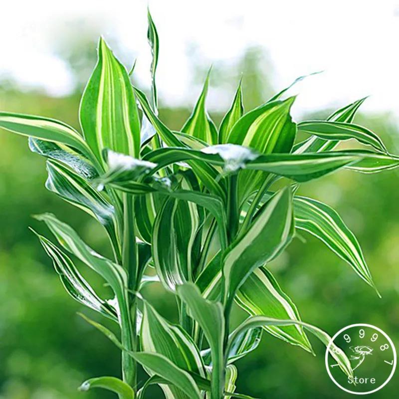 

Loss Promotion!Rare Silver Heart Lucky Bamboo bonsai Absorb Dust Tree plant Anti Radiation Dracaena Home Garden,100 PCS/Lot,#R5I