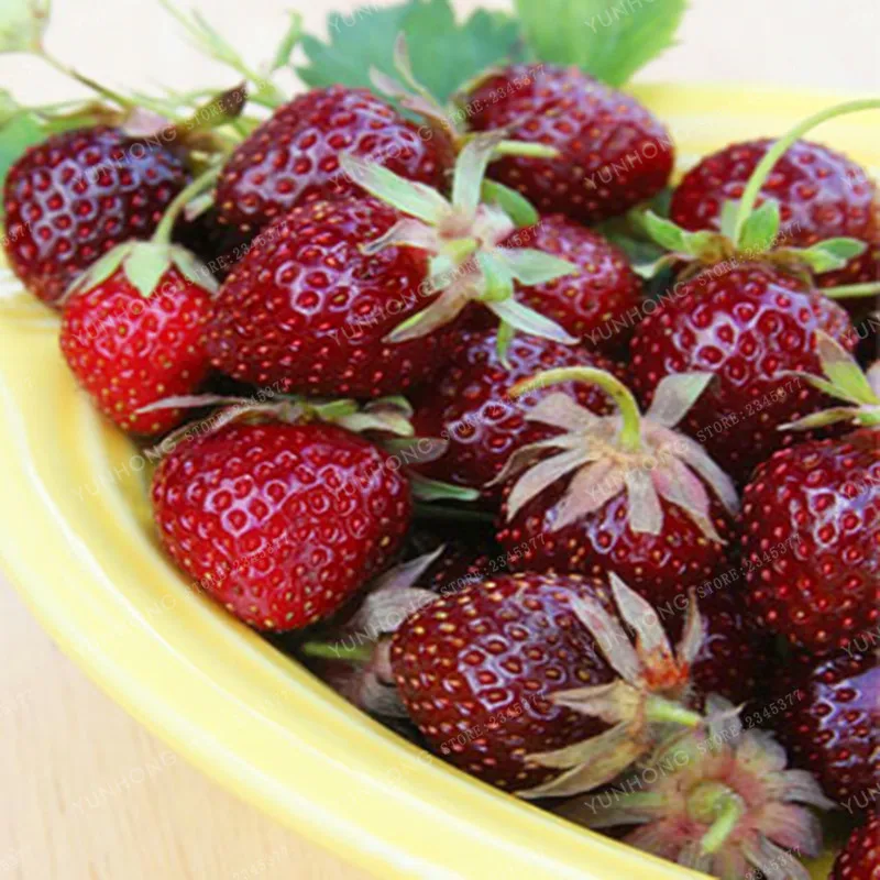 

Strawberry Bonsai Rare Color Purple Red Strawberry Bonsai Cherry Berry Fruit Bonsai Decilious Fruit Home Garden 100 Pcs