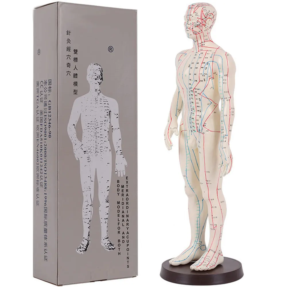 Acupuncture Model 50cm Male female with Base Human acupuncture meridians model Acupuncture Starter Kit afbeelding