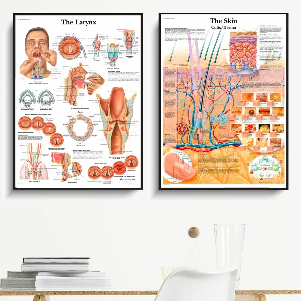 Анатомия человеческих органов, диаграмма, плакаты и принты, холст, художественная декоративная стена, картины для гостиной, домашний декор, картина без рамы
