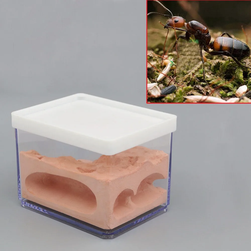 

Ant Nest Housing Ant Farm Box Formicarium Display Case for Small Ant Colony BIO
