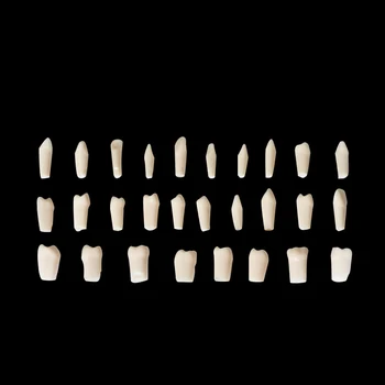 

28PCS/Kit Teeth Model Dental Demonstration Resin Practice Study Teach Models