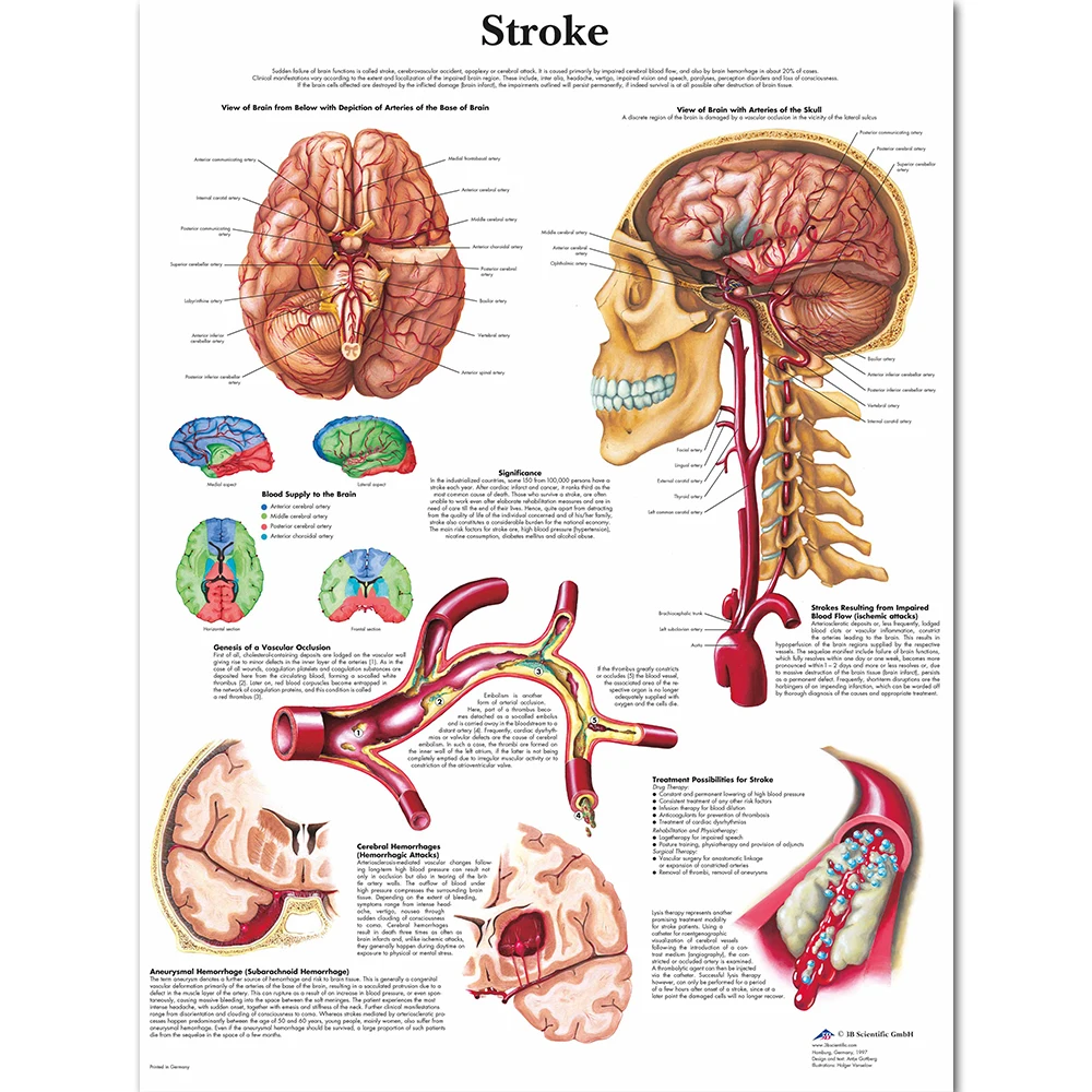 Anatomy And Pathology The World S Best Anatomical Charts