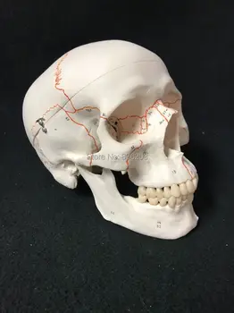 

human Medical skeleton 3B Scientific Numbered Human Classic Skull Model esqueleto humano anatomi anatomy medical training