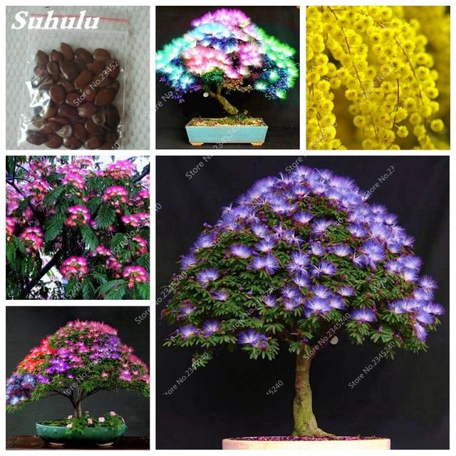 50 Pcs Bonsai Bright Flower Bonsai Mimosa Silk Dwarf Tree