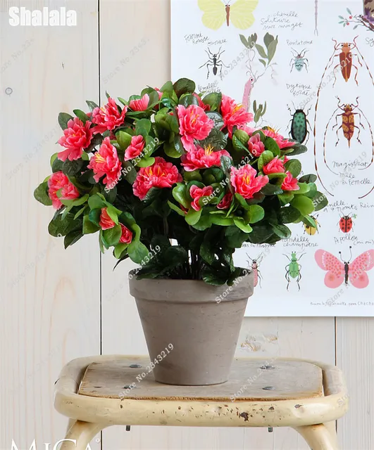 Intérieur Bureau Azalée Graines De Semis De Fleurs Graines Rouge ... Intérieur Bureau Azalée Graines De Semis De Fleurs Graines Rouge ...