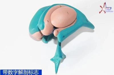 

The human body ventricle and basal nuclei model structure anatomical model The hypothalamus model free shopping