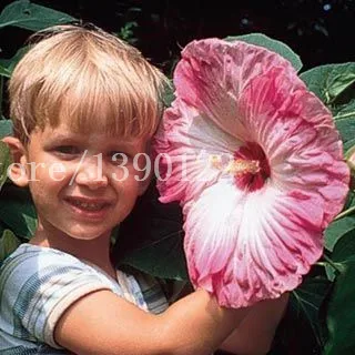 100 PCS Giant Hibiscus Flower Seeds chinese cheap flower Hibiscus seeds best gift for your kids easy grow for home garden