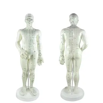 

Free Shipping English Medical Female Male Human Body Acupuncture Point Model 48CM 50CM