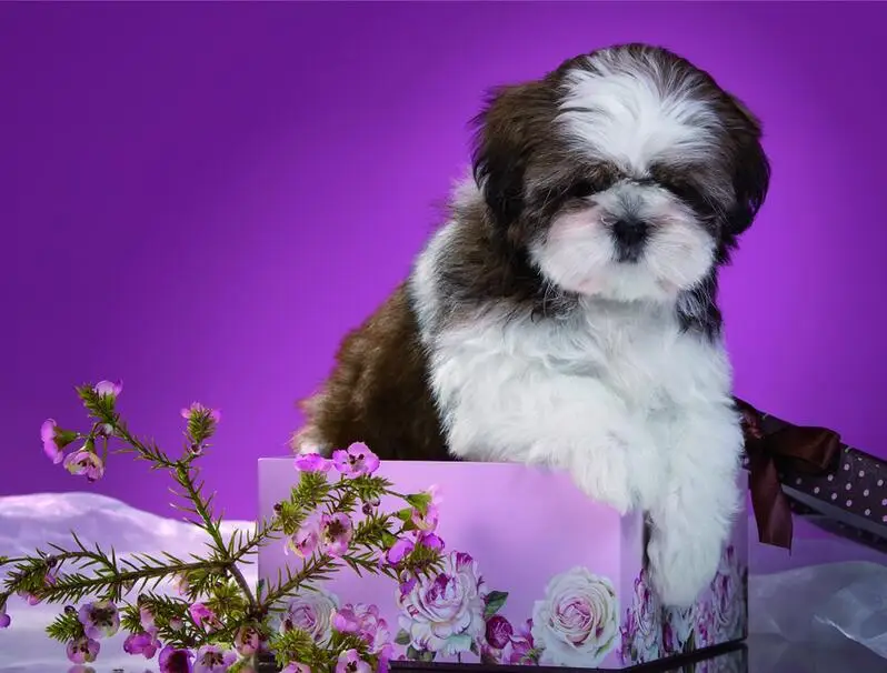 Shih Tzu Pet Dogs 4