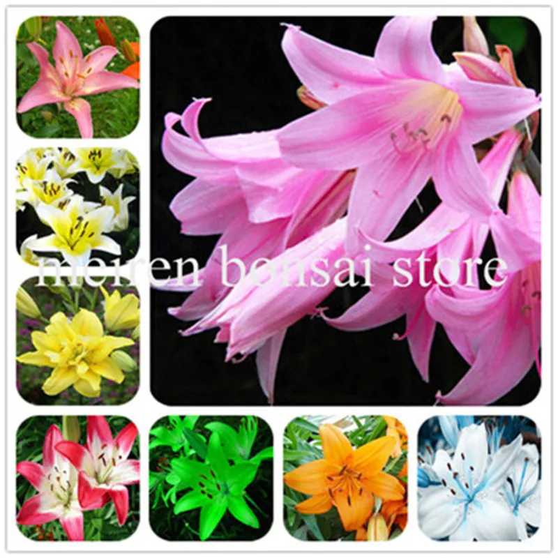 

100Pcs Lily Flower Bonsai Not Lily Bulb It Is Bonsai Lily Flower Pleasant Fragrance Plant Promotion Bonsai For Home Garden decor