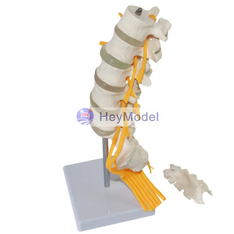 HeyModel Five поясничная Сакральная модель cauda equina нерва седалищного позвоночника