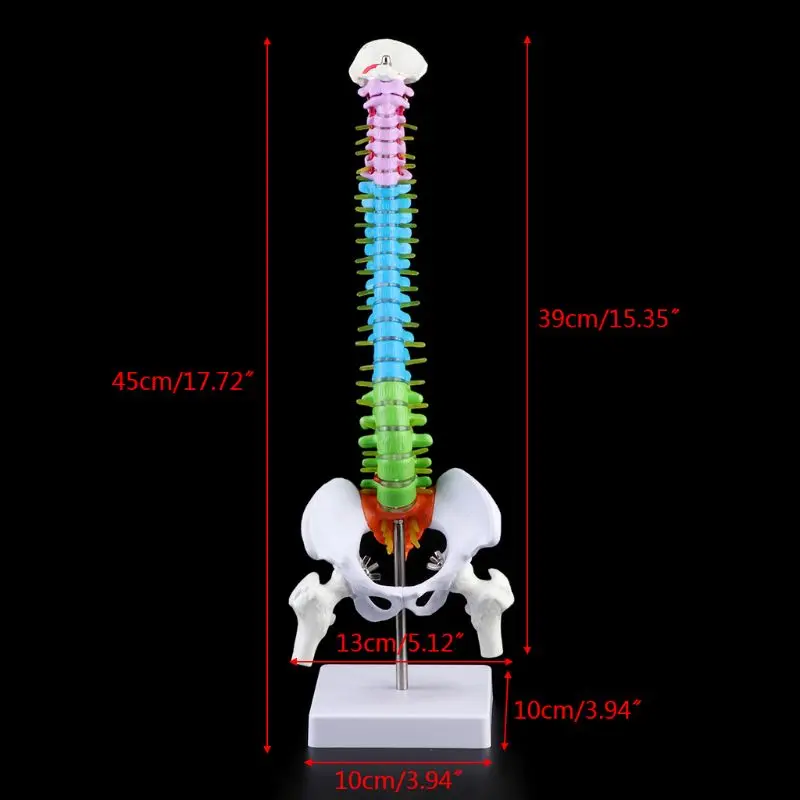 45 см съемная модель позвоночника поясничная кривая анатомический медицинский обучающий инструмент