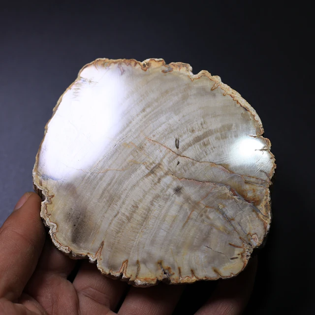 Best Offers Low priced wood fossil mineral specimen crystal stone Best Offers Low priced wood fossil mineral specimen crystal stone