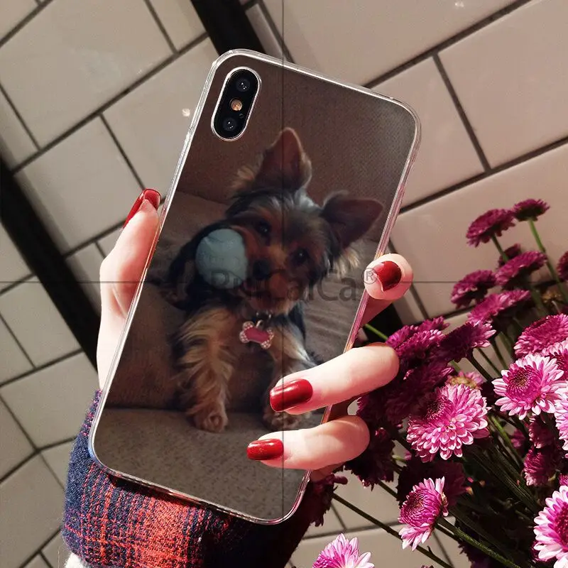 Yorkshire Terrier Dog